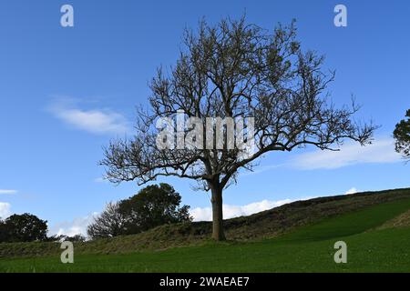 Un arbre majestueux se dresse dans un champ herbeux luxuriant, mettant en valeur sa grandeur Banque D'Images