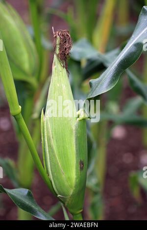 Maïs doux, Zea mays, de variété inconnue, épi sur plante avec des soies en gros plan avec un fond de feuilles floues. Banque D'Images