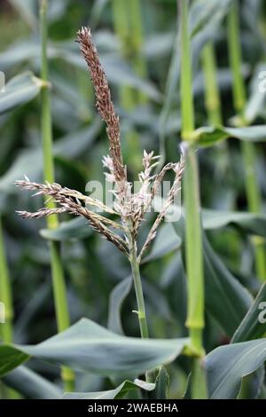 Maïs doux, Zea mays, de variété inconnue, pompons de fleurs mâles sur plante en gros plan avec un fond de feuilles floues. Banque D'Images