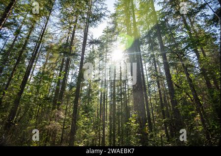Une vue panoramique sur une forêt de pins luxuriante et verdoyante au soleil Banque D'Images