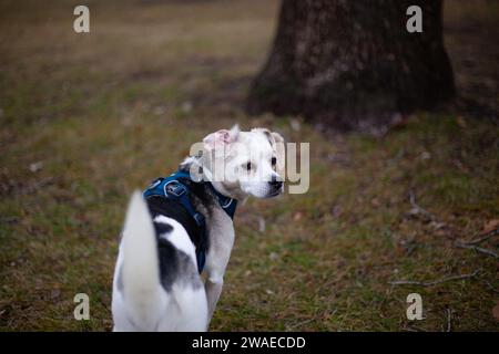 Un adorable chien blanc portant une veste debout sur un parc herbeux Banque D'Images