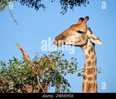 Vue de la tête des pousses de girafe mangeant de l'arbre voisin Banque D'Images