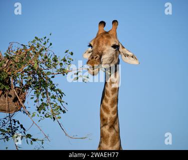 Vue de la tête des pousses de girafe mangeant de l'arbre voisin Banque D'Images
