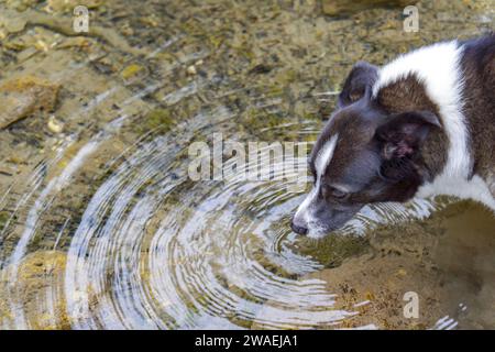 vue de dessus d'une frontière collie chien buvant de l'eau dans une rivière, vous pouvez voir les ondulations dans l'eau. Banque D'Images