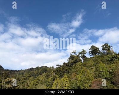 Une vue panoramique sur une colline couverte de forêt verte par une journée ensoleillée Banque D'Images