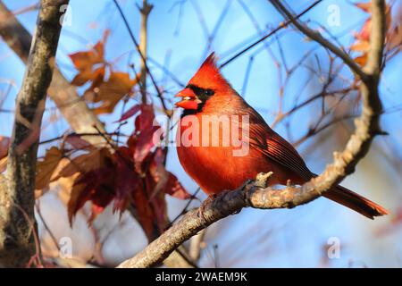 Un petit cardinal rouge perché sur une branche d'arbre sur un fond bleu clair de ciel Banque D'Images