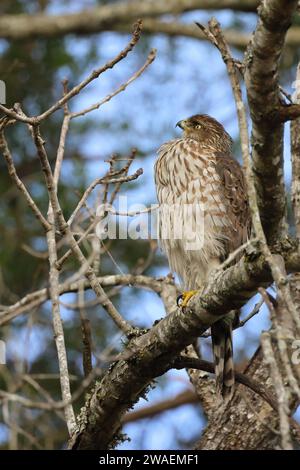 Un faucon majestueux perché sur une branche de chêne dans un cadre de parc, entouré par la nature Banque D'Images