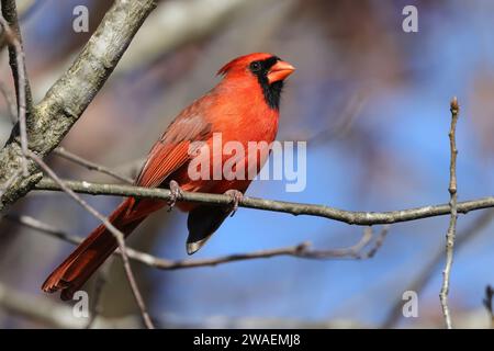 Un petit cardinal rouge perché sur une fine branche d'arbre sur un fond de ciel bleu Banque D'Images