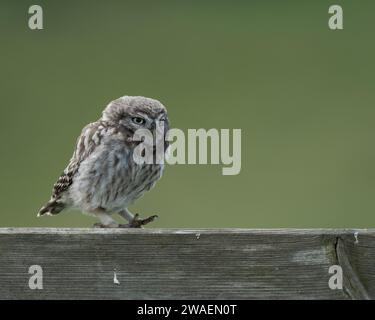 Un petit poussin hibou marchant le long de la clôture dans le Yorkshire, en Angleterre Banque D'Images