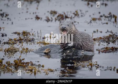 Une loutre de rivière Eurasian juvénile de l'île de Mull, en Écosse, festoyant un crabe Banque D'Images