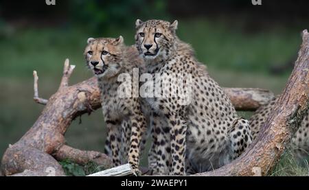 Les deux petits guépards perchés sur une branche d'arbre dans un paysage herbeux. Banque D'Images
