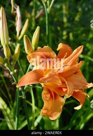 Un gros plan de lys orange vif dans le jardin. Banque D'Images