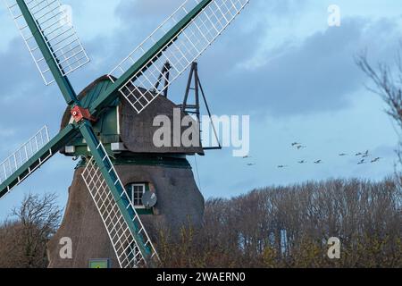 Moulin Charlotte, cygnes volants, Goldhöft, Geltinger Birk, Gelting, Schleswig-Holstein, Allemagne Banque D'Images