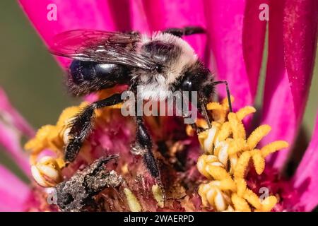 Un Bombus impatiente Common Eastern Bumble Bee qui nourrit et pollinise une fleur rose vibrante de zinnia. Long Island, New York, États-Unis Banque D'Images