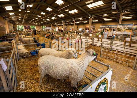 Royaume-Uni, Angleterre, Worcestershire, Malvern Wells, Royal 3 Counties Show, Cotswold mouton dans des enclos intérieurs Banque D'Images
