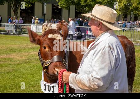 Royaume-Uni, Angleterre, Worcestershire, Malvern Wells, Royal 3 Counties Show, vache Beef Shorthorn dans l'anneau de jugement Banque D'Images