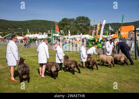 Royaume-Uni, Angleterre, Worcestershire, Malvern Wells, Royal 3 Counties Show, moutons dans le ring en cours de jugement Banque D'Images