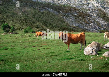 Un paysage paisible des Asturies, en Espagne, avec un troupeau de vaches paissant parmi les collines et les montagnes Banque D'Images