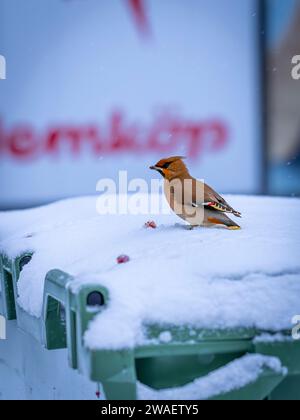 Une aile de cire bohème vient en grands troupeaux et efface les arbres de toutes les baies en Suède Banque D'Images