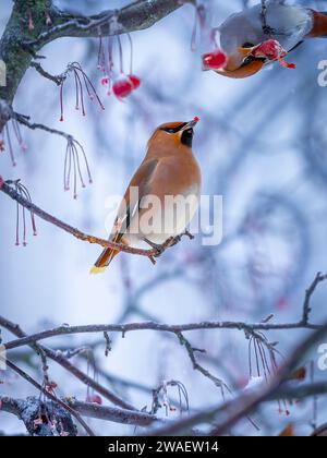 Une aile de cire bohème vient en grands troupeaux et efface les arbres de toutes les baies en Suède Banque D'Images