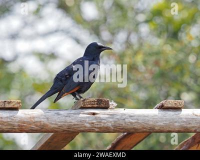 L'étourneau à ailes rouges (onychognathus morio) est commun dans une grande partie de l'Afrique du Sud. Celui-ci est mâle, les femelles ont une tête grise. Banque D'Images