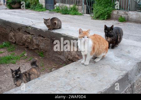 Quatre chats de rue sauvages multicolores attendent avec impatience de se nourrir sur un mur de pierre à Jérusalem. Banque D'Images