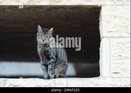 Chat sauvage isolé, gris et noir, rayé tigre assis debout dans un cadre de fenêtre vide en pierre. Banque D'Images