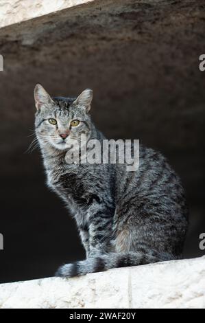 Chat sauvage isolé, gris et noir, rayé tigre assis debout dans un cadre de fenêtre vide en pierre. Banque D'Images