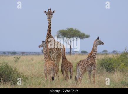 Mère masai girafe debout en alerte et surveillant une tour de trois bébés girafes dans le Masai Mara sauvage, Kenya Banque D'Images