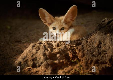 Thème de la faune de l'Afrique du Nord : le renard Fennec, Vulpes zerda, le plus petit renard originaire des déserts d'Afrique du Nord. Contact direct avec les yeux, grandes oreilles, rocheux Banque D'Images