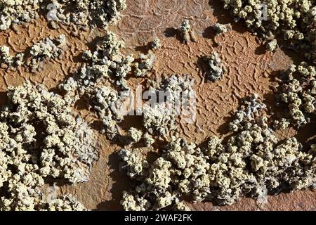 Détail des précipités de soufre / minéraux soufrés à la surface des déchets de résidus miniers provenant de mines voisines à la périphérie de Potosi, Bolivie Banque D'Images