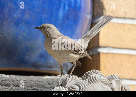 gros plan d'un oiseau moqueur du nord avec la queue redressée et regardant sur le côté, perché sur une halte urbaine Banque D'Images