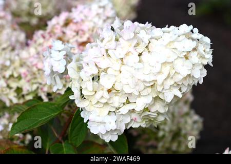 Hydrangea paniculata Silver Dollar pousse dans le jardin britannique septembre Banque D'Images