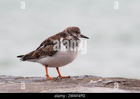 Ruddy Turnstone (Arenaria interprètent) sur le mur du port de St Ives Banque D'Images