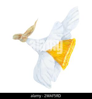 Narcisse, illustration à l'aquarelle de jonquilles. Peinture à l'aquarelle dessinée à la main d'une fleur parfumée de jardin de printemps. Blanc et jaune botanique Banque D'Images