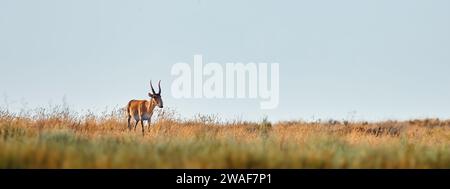 Une jeune antilope saïga mâle. Portret d'antilope sauvage dans la steppe. L'antilope Saiga tatarica broutant dans la steppe. espèce menacée saiga Banque D'Images