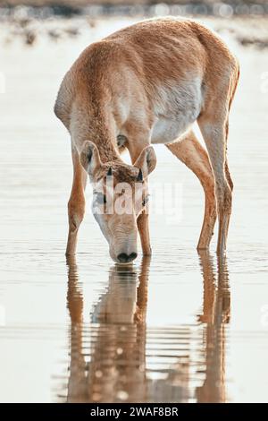 Une jeune antilope saïga mâle debout dans l'eau, à un point d'eau. Portret d'antilope sauvage dans la steppe. Antilope Saiga tatarica près du trou d'eau Banque D'Images