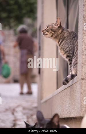 Chats abandonnés sans maison ou propriétaire vivant dans la rue. Banque D'Images