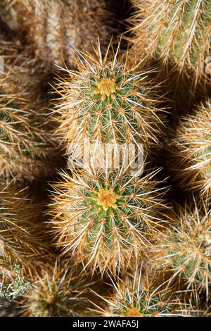 Hedgehog cactus, Desert National Wildlife Refuge, Nevada Banque D'Images