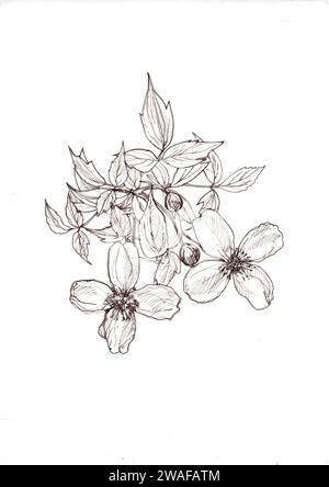 Illustration de ligne noire et blanche de fleurs de clématites sur fond blanc. Banque D'Images