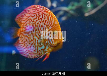 discus poisson dans l'aquarium, poisson tropical. Symphysodon discus de la rivière Amazone. Diamant bleu, peau de serpent, turquoise rouge et bien plus encore Banque D'Images