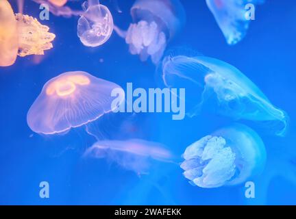 Aurelia aurita colonie de méduses de lune commune dans l'eau sombre avec une lumière violette brillante comme fond sous-marin sombre Banque D'Images