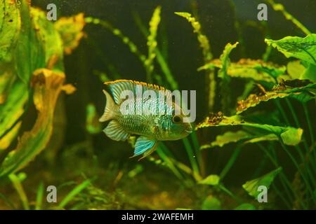 Bélier bleu, Mikrogeophagus ramirezi dans l'aquarium planté Banque D'Images