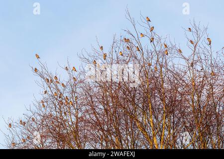 Waxwings (Bombycilla garrulus), un troupeau d'oiseaux colorés en janvier 2024, une année d'irruption majeure pour le migrant hivernal, Angleterre, Royaume-Uni Banque D'Images