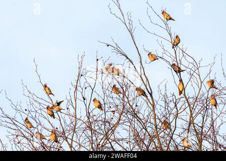 Waxwings (Bombycilla garrulus), un troupeau d'oiseaux colorés en janvier 2024, une année d'irruption majeure pour le migrant hivernal, Angleterre, Royaume-Uni Banque D'Images