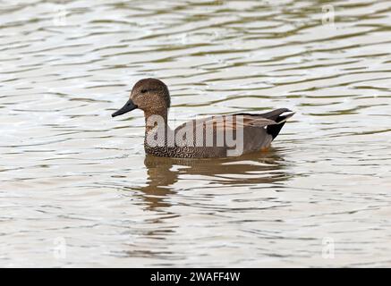 Gadwall (Mareca strepera) mâle mue en plumage adulte, nageant sur le lagon Norfolk, Royaume-Uni. Octobre Banque D'Images