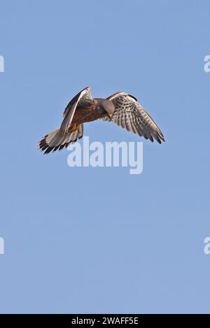 Kestrel commun (Falco tinnunculus tinnunculus) mâle adulte planant au-dessus de sa proie Eccles-on-Sea, Norfolk, Royaume-Uni. Février Banque D'Images