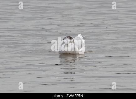 Little Goéland (Hydrocoloeus minutus) plumage hivernal adulte nageant sur le lagon Norfolk, Royaume-Uni. Octobre Banque D'Images