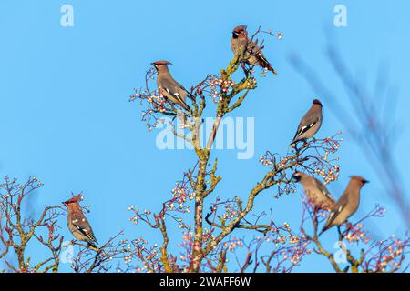 Waxwings (Bombycilla garrulus) se nourrissant de baies blanches de rowan en janvier 2024, une année d'irruption majeure pour le migrant hivernal, Angleterre, Royaume-Uni Banque D'Images