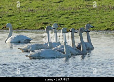 Fête de la famille Whooper Swan (Cygnus cygnus) sur l'inondation dans le champ Eccles-on-Sea, Norfolk, Royaume-Uni. Décembre Banque D'Images